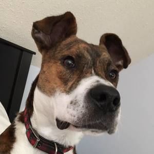 Meet your Posher, Emma